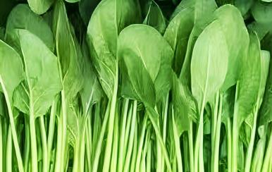 波菜产品封面图