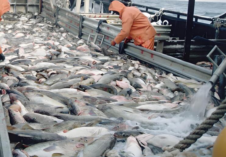 渔船宰杀流程-1